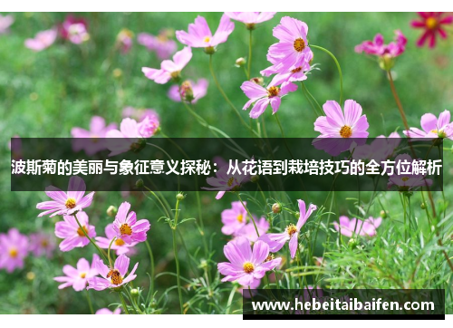 波斯菊的美丽与象征意义探秘：从花语到栽培技巧的全方位解析